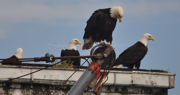 eagle